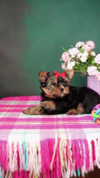 ヨークシャーテリア子犬はおもちゃの隣に座っています 彼女の頭に赤い弓を持つふわふわしたかわいい犬 かわいい国内ペット — ストック動画