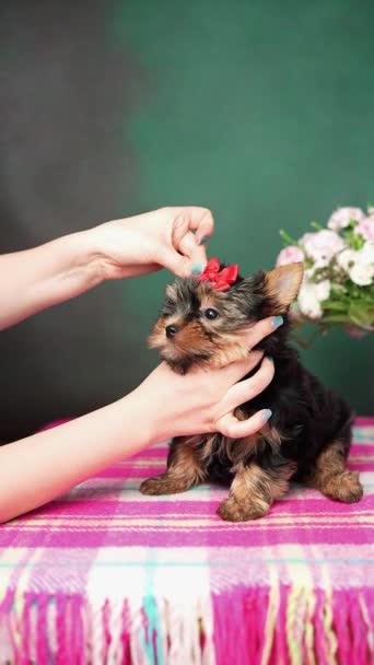 Kvinnan Sätter Båge Valps Huvud Roliga Yorkshire Terrier Puppy Sitter — Stockvideo