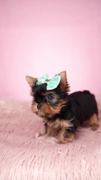 Yorkshire Terrier Puppy Sitting Pink Fur Pillow Isolated Pink Background — Stock Video