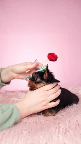 Yorkshire Cucciolo Terrier Seduto Cuscino Pelliccia Rosa Uno Sfondo Rosa — Video Stock