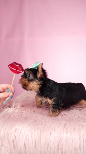 고립된 분홍색 배경에 베개에 요크셔 테리어 강아지 머리에 푹신하고 귀여운 — 비디오