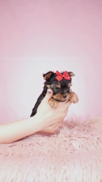 고립된 분홍색 배경에 베개에 요크셔 테리어 강아지 머리에 푹신하고 귀여운 — 비디오