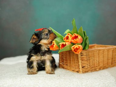 Yorkshire Terrier köpeği turuncu lalelerle hasır bir sepette oturuyor. Yeşil arka planda kırmızı kurdeleli tüylü, sevimli bir köpek. Sevimli hayvanlar.