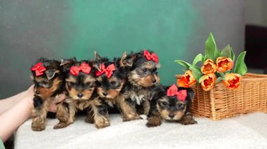 Bir grup Yorkshire Teriyeri yavrusu turuncu lalelerle hasır bir sepette oturuyorlar. Yeşil arka planda kırmızı kurdeleli tüylü, sevimli bir köpek. Sevimli hayvanlar.