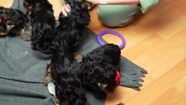 Mulher Põe Arco Cabeça Cachorrinho Engraçado Yorkshire Terrier Filhote Cachorro — Vídeo de Stock