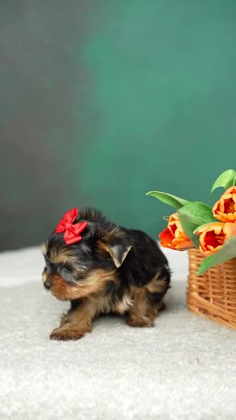 Yorkshire Terrier Puppy Sits Wicker Basket Orange Tulips Fluffy Cute — Stock Video