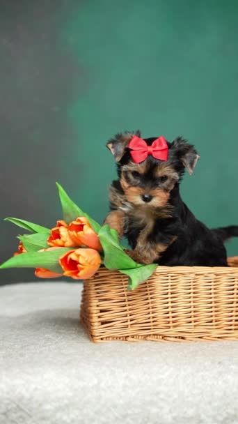 ヨークシャーテリアの子犬は オレンジ色のチューリップでウィッカーバスケットに座っています 緑色の背景に頭に赤い弓を持つふわふわしたかわいい犬 かわいいペット — ストック動画