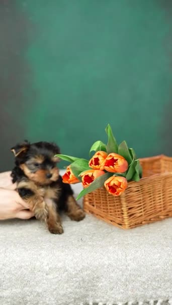 Yorkshire Terrier Puppy Duduk Keranjang Dengan Tulip Oranye Fluffy Anjing — Stok Video