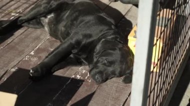 Siyah bir Labrador av köpeğinin portresi. Siyah köpek güneşte dinleniyor