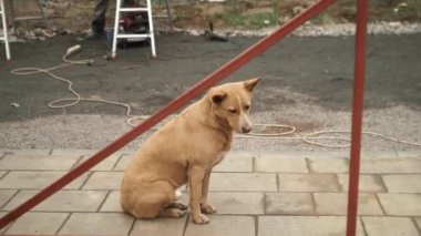 Kırmızı bir köpeğin portresi. Bej renkli köpek evin bahçesinde dinleniyor.