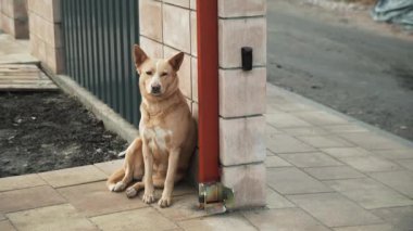 Kırmızı bir köpeğin portresi. Bej renkli köpek evin bahçesinde dinleniyor.