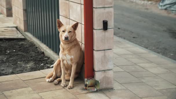 Retrato Cão Vermelho Cão Bege Descansando Quintal Casa — Vídeo de Stock