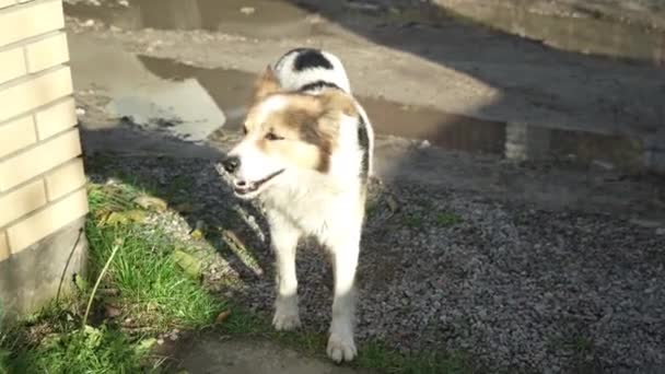 Portret Van Een Hond Beige Hond Rust Tuin Van Het — Stockvideo
