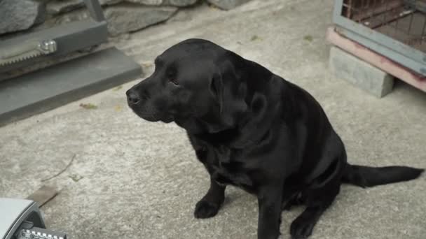 Porträtt Svart Labrador Retriever Svart Hund Vilar Solen — Stockvideo
