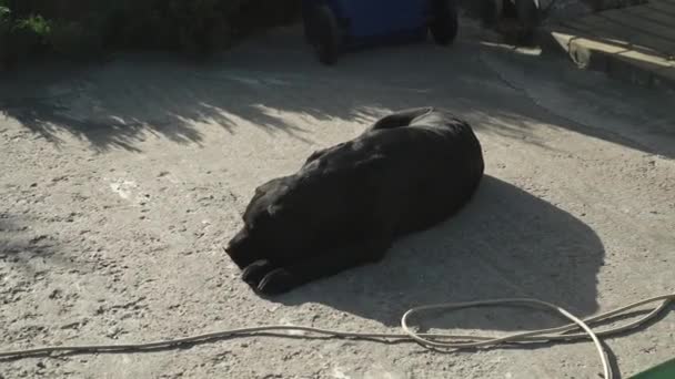 Porträtt Svart Labrador Retriever Svart Hund Vilar Solen — Stockvideo
