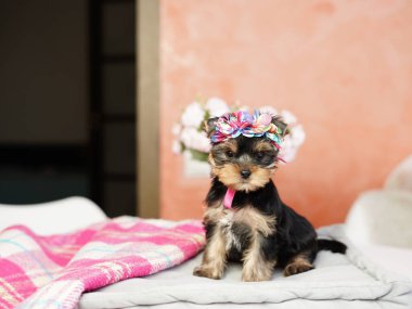 Yorkshire Teriyeri Köpeği gri bir yastığın üzerinde oturuyor. Kafasında fiyonk olan tüylü, sevimli bir köpek. Sevimli evcil hayvanlar.