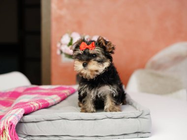 Yorkshire Teriyeri Köpeği gri bir yastığın üzerinde oturuyor. Kafasında fiyonk olan tüylü, sevimli bir köpek. Sevimli evcil hayvanlar.