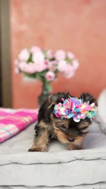 Yorkshire Teriyeri Köpeği gri bir yastığın üzerinde oturuyor. Kafasında fiyonk olan tüylü, sevimli bir köpek. Sevimli evcil hayvanlar.