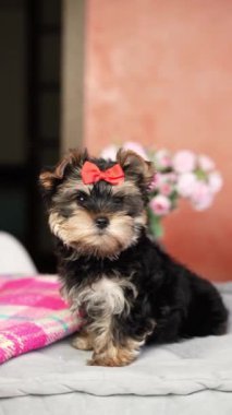 Yorkshire Teriyeri Köpeği gri bir yastığın üzerinde oturuyor. Kafasında fiyonk olan tüylü, sevimli bir köpek. Sevimli evcil hayvanlar.