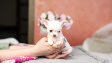 Beyaz Chihuahua Yavrusu gri bir yastığın üzerinde oturuyor. Yumuşak, sevimli kucak köpeği. Sevimli evcil hayvanlar.