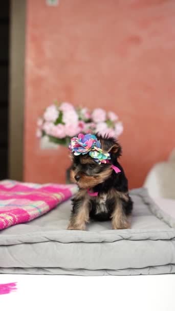 Γιορκσάιρ Τεριέ Κουταβάκι Κάθεται Ένα Γκρι Μαξιλάρι Χαριτωμένο Σκυλάκι Φιόγκο — Αρχείο Βίντεο
