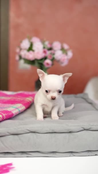 Beyaz Chihuahua Yavrusu Gri Bir Yastığın Üzerinde Oturuyor Yumuşak Sevimli — Stok video