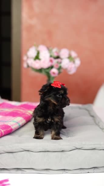 Yorkshire Terrier Puppy Sentado Travesseiro Cinza Cão Fofo Fofo Com — Vídeo de Stock