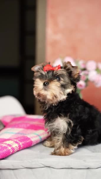 约克郡Terrier小狗坐在灰色枕头上 毛茸茸的 可爱的狗 头戴弓 可爱的家养宠物 — 图库视频影像