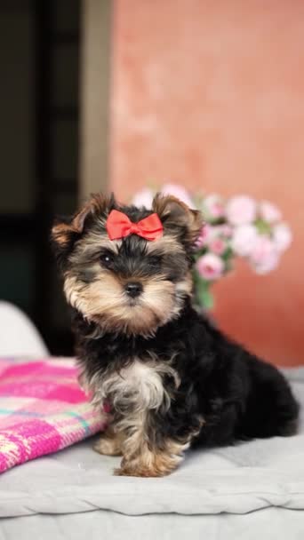 요크셔 테리어 강아지 베개에 그녀의 머리에 푹신하고 귀여운 귀여운 — 비디오