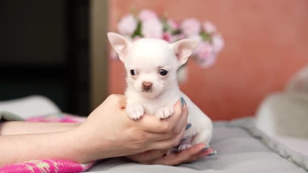 Witte Chihuahua Puppy Zittend Een Grijs Kussen Fluffy Schattige Schoothondje — Stockvideo
