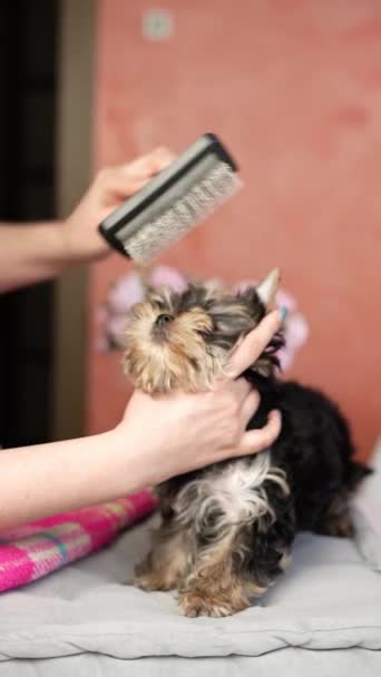 Yorkshire Terrier Puppy Sentado Travesseiro Cinza Cão Fofo Fofo Com — Vídeo de Stock