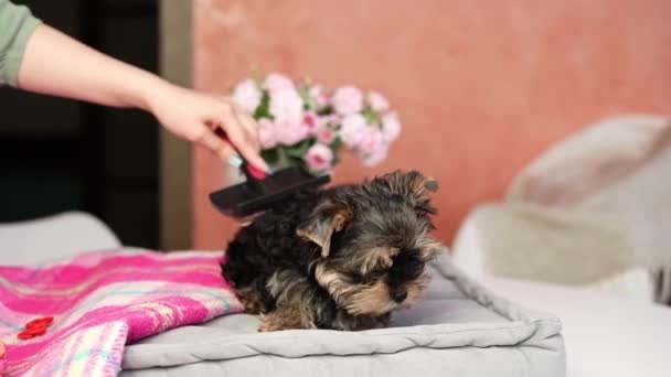 Yorkshire Teriyeri Köpeği Gri Bir Yastığın Üzerinde Oturuyor Kafasında Fiyonk — Stok video
