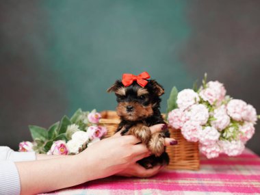 Yorkshire Terrier köpeği elinde çiçeklerle hasır bir sepetin içinde oturuyor. Yeşil arka planda kırmızı kurdeleli tüylü, sevimli bir köpek. Sevimli hayvanlar.