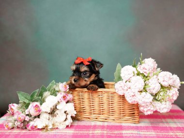 Yorkshire Terrier köpeği elinde çiçeklerle hasır bir sepetin içinde oturuyor. Yeşil arka planda kırmızı kurdeleli tüylü, sevimli bir köpek. Sevimli hayvanlar.