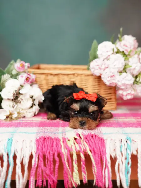 Yorkshire Terrier puppy sits in a wicker basket with flowers. Fluffy, cute dog with a red bow on its head on a green background. Cute pets
