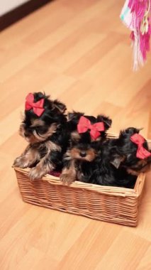 Yorkshire Terrier köpeği hasır bir sepetin içinde oturuyor. Kafasında kırmızı bir fiyonk olan tüylü, sevimli bir köpek. Sevimli hayvanlar.