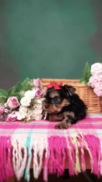 Yorkshire Terrier Puppy Sits Wicker Basket Flowers Fluffy Cute Dog — Stock Video