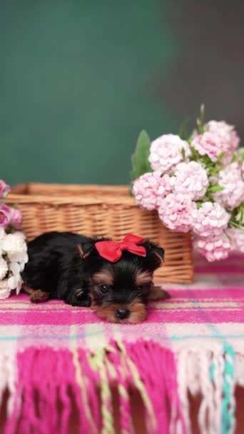 ヨークシャーテリアの子犬は 花が付いたウィッカーバスケットに座っています 緑色の背景に頭に赤い弓を持つふわふわしたかわいい犬 かわいいペット — ストック動画