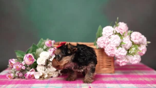 Yorkshire Terrier Köpeği Elinde Çiçeklerle Hasır Bir Sepetin Içinde Oturuyor — Stok video