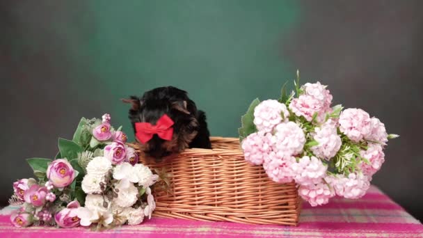 Yorkshire Terrier Chiot Trouve Dans Panier Osier Avec Des Fleurs — Video