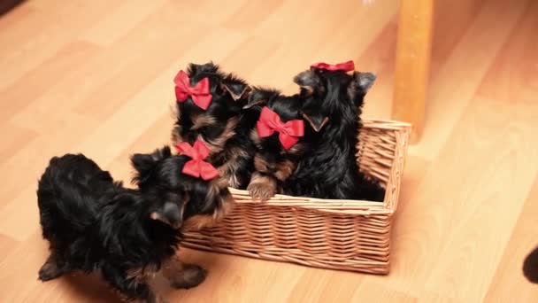 Yorkshire Terrier Puppy Sits Wicker Basket Fluffy Cute Dog Red — Stock Video