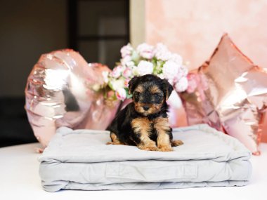 Yorkshire Teriyeri Köpeği gri bir yastığın üzerinde oturuyor. Sevimli evcil hayvanlar.