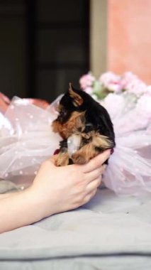 Yorkshire Teriyeri Köpeği gri bir yastığın üzerinde oturuyor. Sevimli evcil hayvanlar.