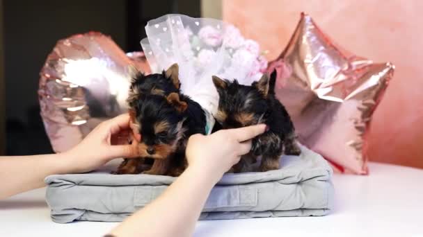 Yorkshire Terrier Puppies Sentado Travesseiro Cinza Bonitos Animais Estimação Domésticos — Vídeo de Stock