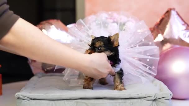 Yorkshire Terrier Puppy Sentado Travesseiro Cinza Bonitos Animais Estimação Domésticos — Vídeo de Stock