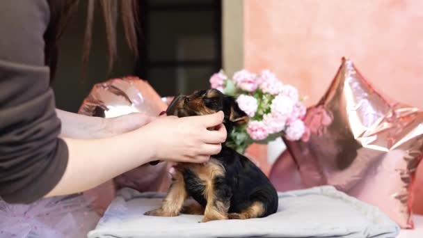 Yorkshire Teriyeri Köpeği Gri Bir Yastığın Üzerinde Oturuyor Sevimli Evcil — Stok video