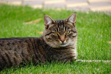 Gri kedi çimlerin üzerinde yeşil çimlerle yatıyor