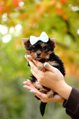 Yorkshire Teriyer köpeği parkta.