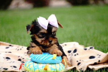 Yorkshire Teriyer Köpeği Yeşil Çim 'de oturuyor. Şirin köpek. Yavru köpek yeşil çimlerin üzerinde oturuyor. Evcil hayvanlar