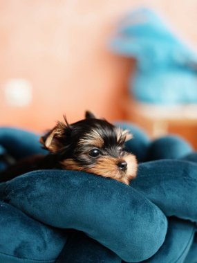 Köpek yatağında dinlenen sevimli oynak Yorkshire teriyeri köpek yavrusu. Dinlenme odasında yatan komik kulaklı sevimli bir köpek. Evcil hayvanlar